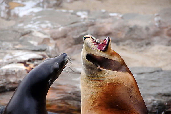 포토 JPG 두마리 사람없음 일본 수면 물개 치바 국내포토 아시아 2 포유류 물 바다동물 파일형식