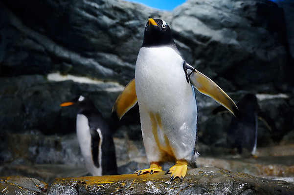 포토 JPG 동물 두마리 사람없음 일본 수면 펭귄 치바 국내포토 아시아 2 조류 물 파일형식