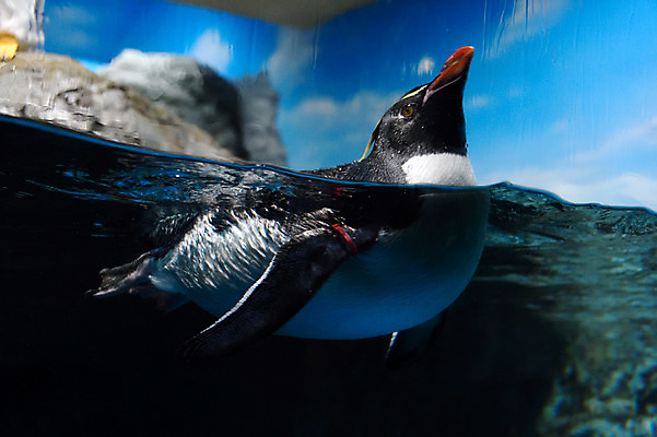 포토 JPG 동물 한마리 사람없음 일본 수중 수중동물 수면 펭귄 치바 수중사진 국내포토 1 아시아 조류 물 파일형식