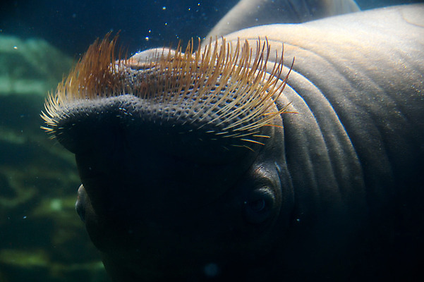 포토 JPG 한마리 사람없음 일본 수중 물개 치바 수중사진 국내포토 1 아시아 포유류 바다동물 파일형식