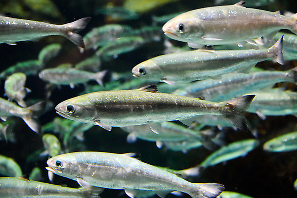 포토 JPG 동물 여러마리 어류 사람없음 일본 수중 수중동물 치바 수중사진 국내포토 아시아 다수 파일형식