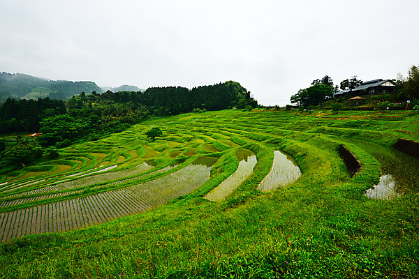 포토 JPG 주간 농업 논 풍경 사람없음 야외 농사 일본 농촌 모내기 국내포토 자연요소 산업 아시아 시골 파일형식