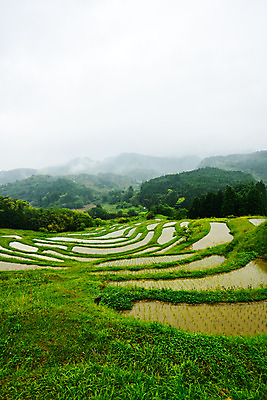 포토 JPG 주간 농업 논 풍경 사람없음 야외 농사 일본 농촌 모내기 국내포토 자연요소 산업 아시아 시골 파일형식