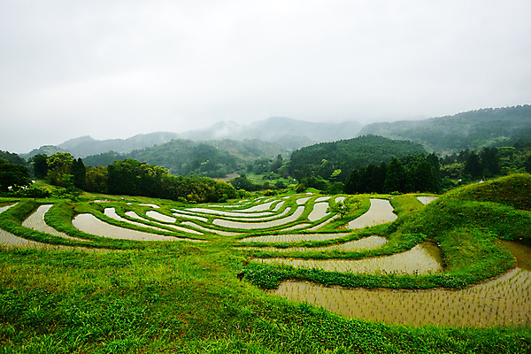 포토 JPG 주간 농업 논 풍경 사람없음 야외 농사 일본 농촌 모내기 국내포토 자연요소 산업 아시아 시골 파일형식