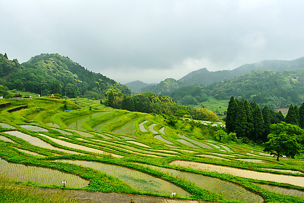 포토 JPG 주간 농업 논 풍경 사람없음 야외 농사 일본 농촌 모내기 국내포토 자연요소 산업 아시아 시골 파일형식