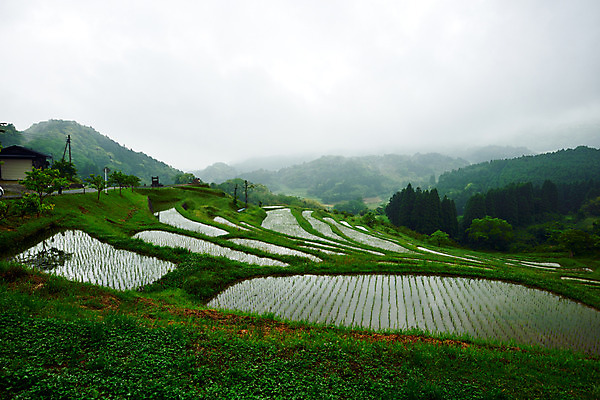 포토 JPG 주간 농업 논 풍경 사람없음 야외 농사 일본 농촌 모내기 국내포토 자연요소 산업 아시아 시골 파일형식