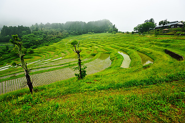 포토 JPG 주간 농업 논 풍경 사람없음 야외 농사 일본 농촌 모내기 국내포토 자연요소 산업 아시아 시골 파일형식