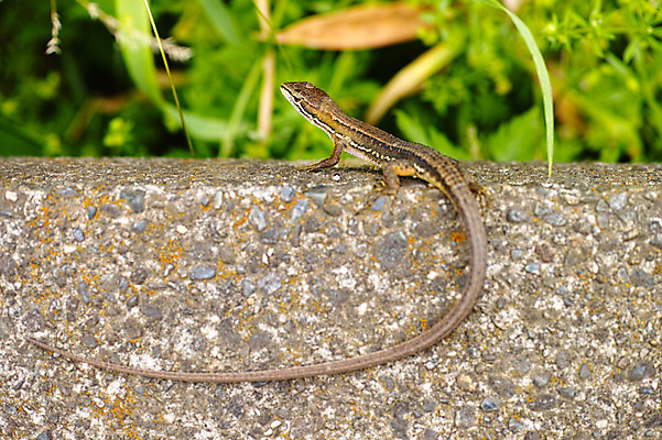 포토 JPG 동물 한마리 사람없음 일본 도마뱀 치바 국내포토 1 아시아 파충류 파일형식
