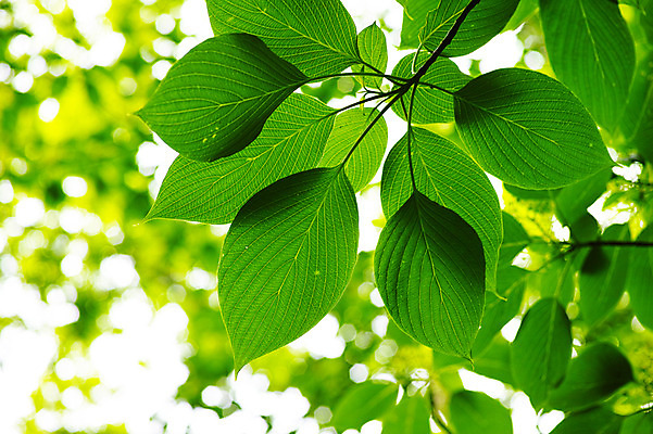 포토 JPG 식물 잎 나뭇잎 사람없음 초록색 일본 치바 국내포토 아시아 컬러 파일형식