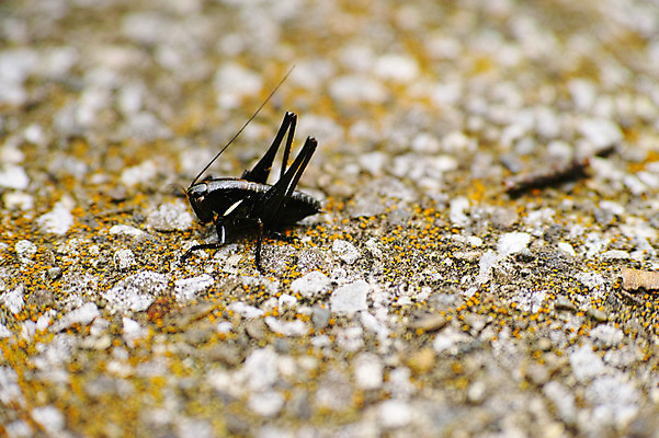 포토 JPG 주간 동물 한마리 곤충 사람없음 야외 일본 땅 국내포토 자연요소 1 아시아 파일형식