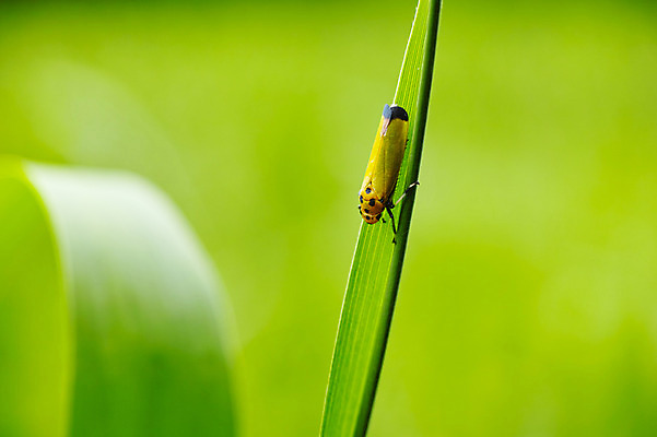 포토 JPG 식물 동물 한마리 곤충 사람없음 풀 국내포토 1 파일형식