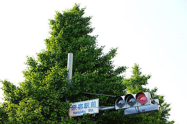 포토 JPG 주간 나무 사람없음 야외 일본 도시 도쿄 신호등 국내포토 자연요소 식물 아시아 파일형식