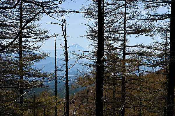 포토 JPG 주간 나무 자연 산 풍경 사람없음 야외 앙상함 야마나시 국내포토 자연요소 식물 일본 생태계 파일형식