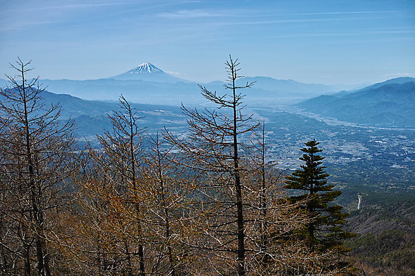 포토 JPG 주간 나무 자연 산 풍경 사람없음 야외 앙상함 야마나시 국내포토 자연요소 식물 일본 생태계 파일형식