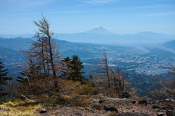 포토 JPG 주간 나무 자연 산 풍경 사람없음 야외 앙상함 야마나시 국내포토 자연요소 식물 일본 생태계 파일형식