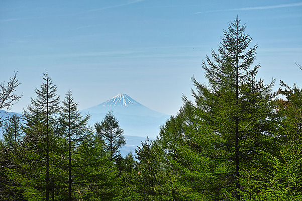 포토 JPG 주간 나무 자연 하늘 산 풍경 사람없음 야외 일본 야마나시 국내포토 자연요소 식물 아시아 생태계 파일형식