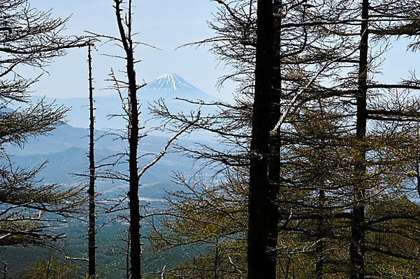 포토 JPG 주간 나무 자연 산 풍경 사람없음 야외 일본 야마나시 국내포토 자연요소 식물 아시아 생태계 파일형식