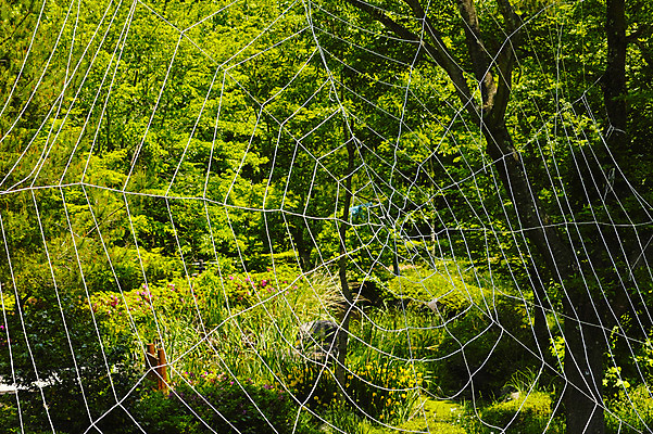 포토 JPG 주간 자연 풍경 사람없음 야외 일본 숲 거미줄 야마나시 국내포토 자연요소 아시아 생태계 파일형식