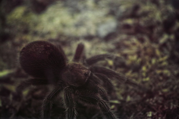 포토 JPG 동물 한마리 사람없음 거미 국내포토 1 곤충 파일형식