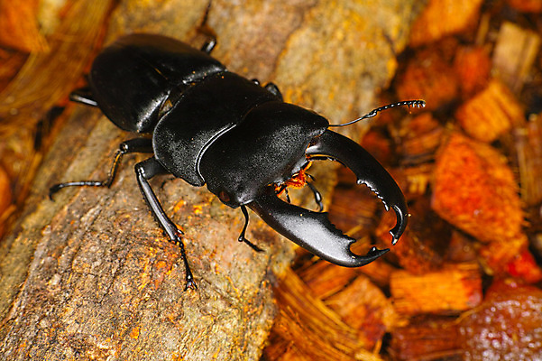 포토 JPG 나무 한마리 사람없음 사슴벌레 국내포토 식물 1 곤충 파일형식