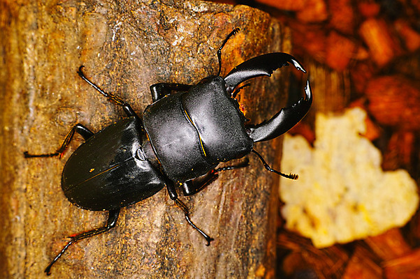 포토 JPG 나무 한마리 사람없음 사슴벌레 국내포토 식물 1 곤충 파일형식