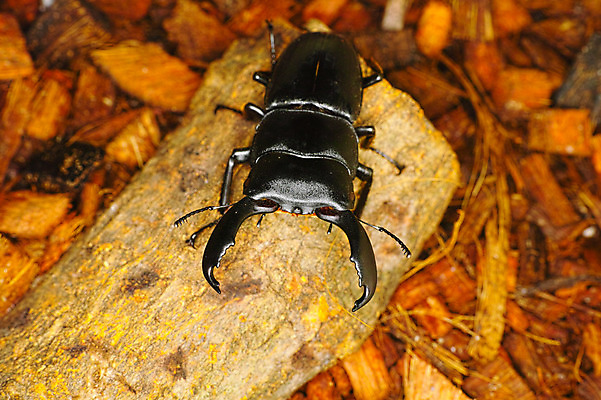 포토 JPG 나무 한마리 사람없음 사슴벌레 국내포토 식물 1 곤충 파일형식