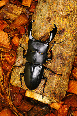 포토 JPG 나무 한마리 사람없음 사슴벌레 국내포토 식물 1 곤충 파일형식