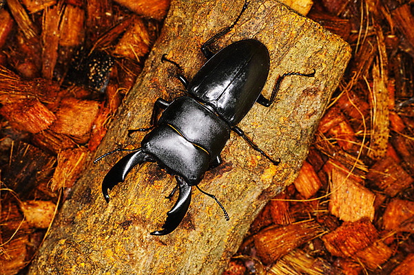 포토 JPG 나무 한마리 사람없음 사슴벌레 국내포토 식물 1 곤충 파일형식