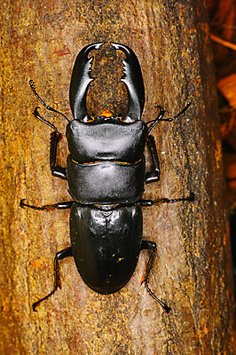 포토 JPG 나무 한마리 사람없음 사슴벌레 국내포토 식물 1 곤충 파일형식