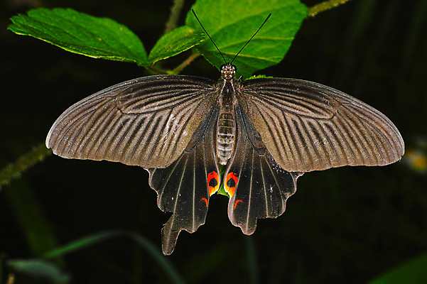 포토 JPG 식물 동물 한마리 나비 잎 사람없음 국내포토 1 곤충 파일형식