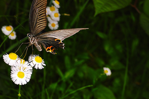 포토 JPG 식물 동물 한마리 꽃 여러송이 나비 사람없음 흰색 국내포토 1 컬러 다수 곤충 파일형식