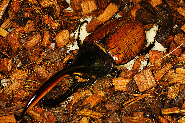 포토 JPG 동물 한마리 사람없음 장수풍뎅이 국내포토 1 곤충 파일형식