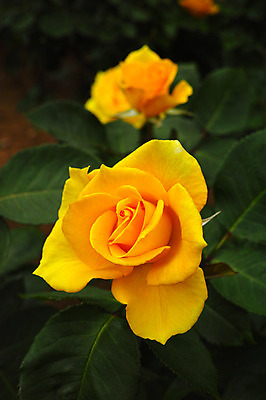 포토 JPG 식물 꽃 사람없음 장미 노란색 일본 두송이 치바 국내포토 아시아 컬러 2 파일형식