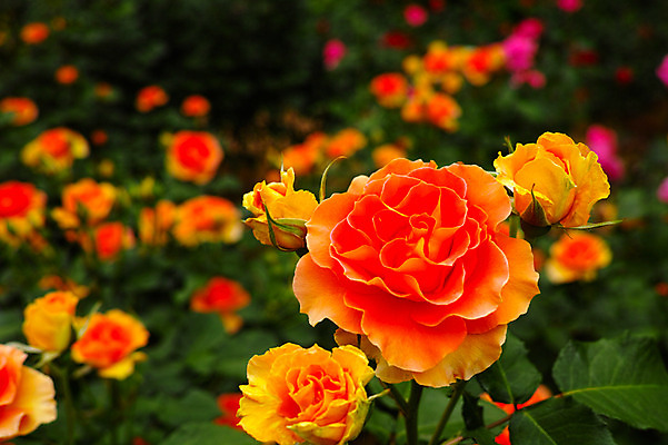 포토 JPG 식물 꽃 여러송이 사람없음 아웃포커스 빨간색 장미 일본 주황색 치바 국내포토 아시아 컬러 다수 촬영기법 파일형식