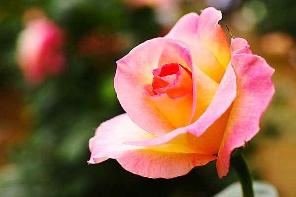 포토 JPG 식물 꽃 분홍색 한송이 사람없음 장미 일본 치바 국내포토 1 아시아 컬러 송이 파일형식