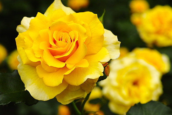 포토 JPG 식물 꽃 여러송이 사람없음 아웃포커스 장미 노란색 일본 치바 국내포토 아시아 컬러 다수 촬영기법 파일형식