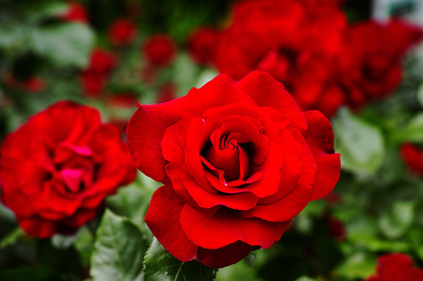 포토 JPG 식물 꽃 여러송이 사람없음 아웃포커스 빨간색 장미 일본 치바 국내포토 아시아 컬러 다수 촬영기법 파일형식