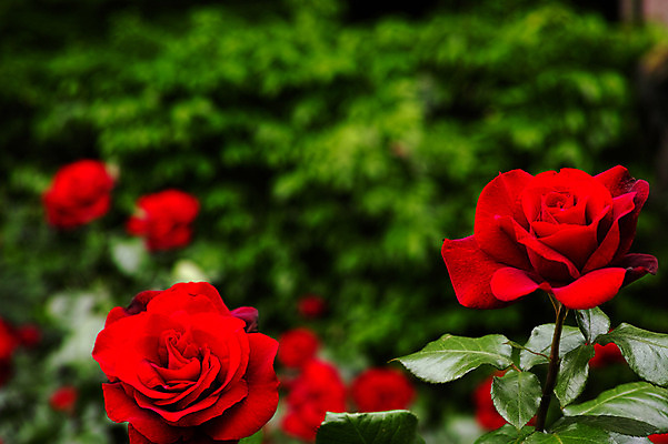 포토 JPG 식물 꽃 여러송이 사람없음 아웃포커스 빨간색 장미 일본 치바 국내포토 아시아 컬러 다수 촬영기법 파일형식