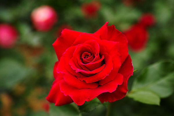 포토 JPG 식물 꽃 한송이 사람없음 빨간색 장미 일본 치바 국내포토 1 아시아 컬러 송이 파일형식