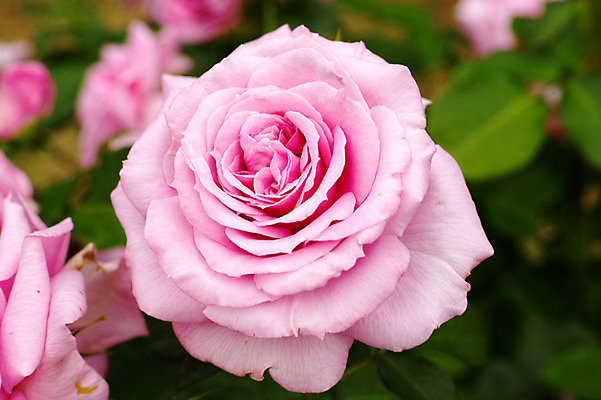 포토 JPG 식물 꽃 분홍색 여러송이 사람없음 아웃포커스 장미 일본 치바 국내포토 아시아 컬러 다수 촬영기법 파일형식