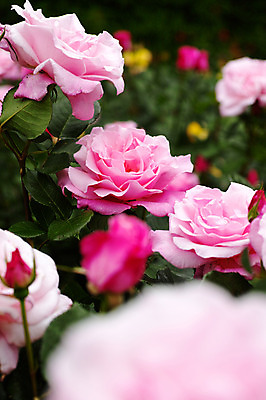 포토 JPG 식물 꽃 분홍색 여러송이 사람없음 장미 일본 치바 국내포토 아시아 컬러 다수 파일형식