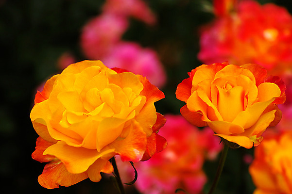 포토 JPG 식물 꽃 여러송이 사람없음 아웃포커스 장미 일본 주황색 치바 국내포토 아시아 컬러 다수 촬영기법 파일형식