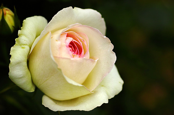 포토 JPG 식물 꽃 한송이 사람없음 장미 일본 흰색 치바 국내포토 1 아시아 컬러 송이 파일형식