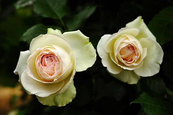 포토 JPG 식물 꽃 사람없음 장미 일본 흰색 두송이 치바 국내포토 아시아 컬러 2 파일형식