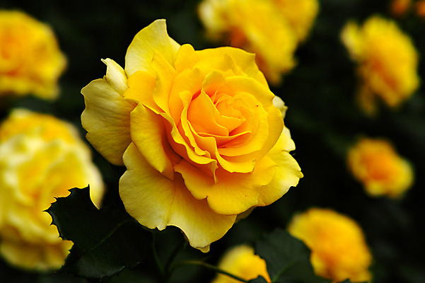 포토 JPG 식물 꽃 여러송이 사람없음 아웃포커스 장미 노란색 일본 치바 국내포토 아시아 컬러 다수 촬영기법 파일형식