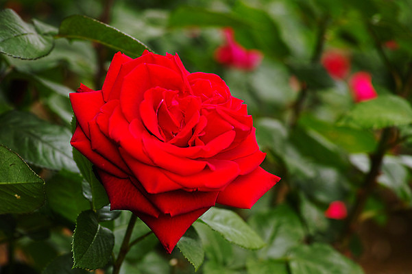 포토 JPG 식물 꽃 한송이 사람없음 빨간색 장미 일본 치바 국내포토 1 아시아 컬러 송이 파일형식