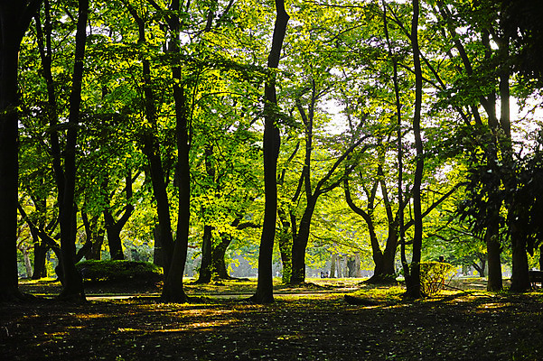 포토 JPG 주간 나무 공원 자연 풍경 사람없음 야외 도쿄 숲 국내포토 자연요소 식물 공공시설 일본 생태계 파일형식