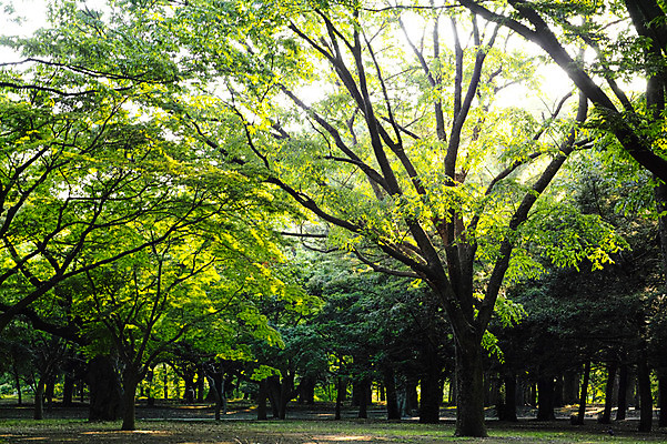 포토 JPG 주간 나무 공원 자연 풍경 사람없음 야외 도쿄 숲 국내포토 자연요소 식물 공공시설 일본 생태계 파일형식