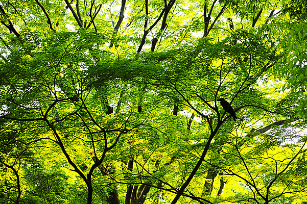 포토 JPG 주간 나무 한마리 공원 자연 조류 풍경 사람없음 야외 도쿄 숲 국내포토 자연요소 식물 동물 1 공공시설 일본 생태계 파일형식