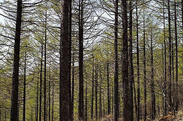 포토 JPG 주간 나무 배경화면 백그라운드 자연 여러그루 풍경 사람없음 야외 숲 야마나시 국내포토 자연요소 식물 다수 일본 생태계 파일형식